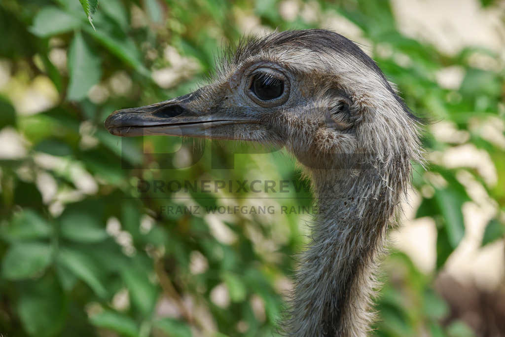 Rhea at Tierpark Herberstein // Nandu im Tierpark Herberstein | A rhea at Tierpark Herberstein in Styria, Austria. The scene shows the large flightless bird in its zoo enclosure and highlights its distinctive appearance, alert posture and natural behavior in the animal park environment. // Ein Nandu im Tierpark Herberstein in der Steiermark, Österreich. Die Szene zeigt den großen flugunfähigen Vogel in seinem Gehege und hebt sein markantes Erscheinungsbild, seine aufmerksame Haltung und sein natürliches Verhalten im Tierpark hervor. - Realisiert mit Pictrs.com