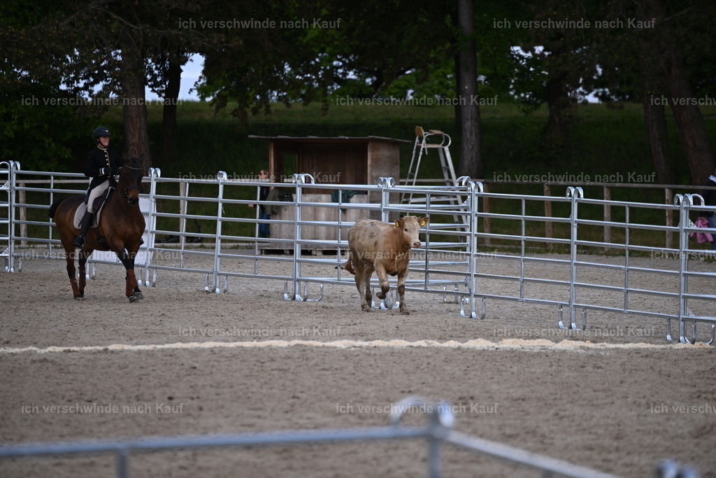 PI26_COW_Sara Landvogt226_7284.JPG | working equitationturnier fotograf videograf stoibphotography marixx film working equitation deutschland reitsport turnierfotografie eventfotografie equestrian events