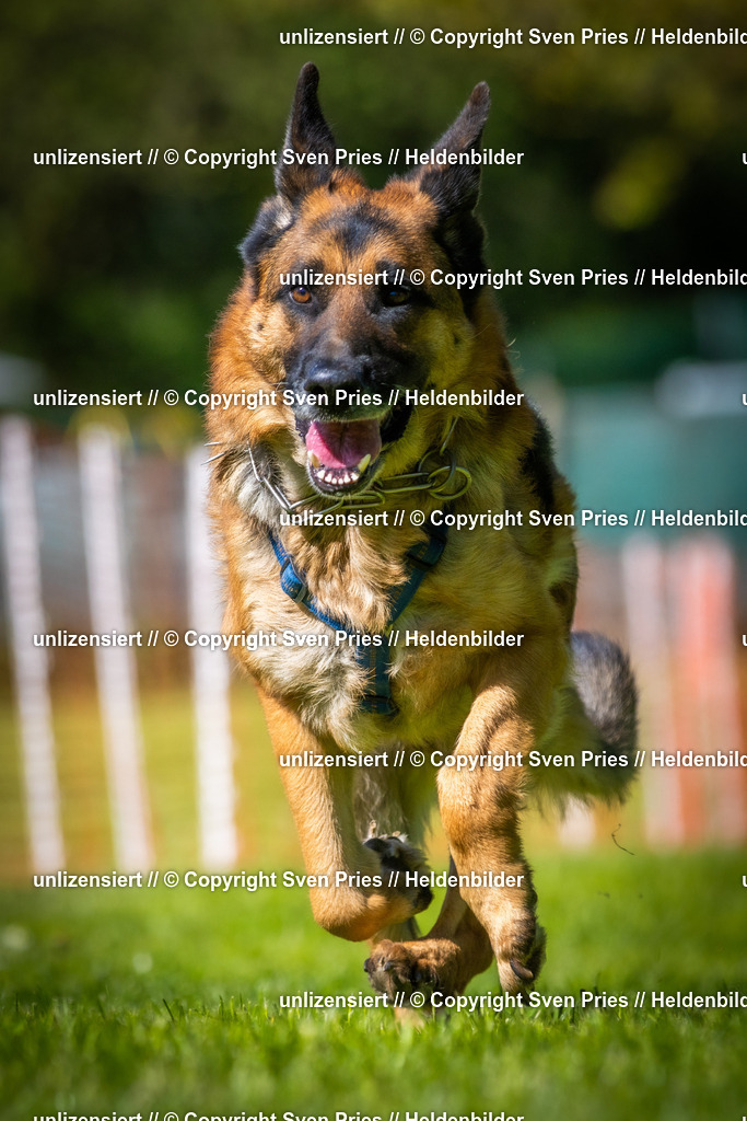 Hunderennen_April_2026_938 | 2026-04-26 - Hunderennen Baden-Oos April 2026 - Realisiert mit Pictrs.com