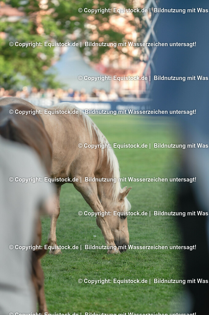 20230526_Impressionen_0360 | equistock