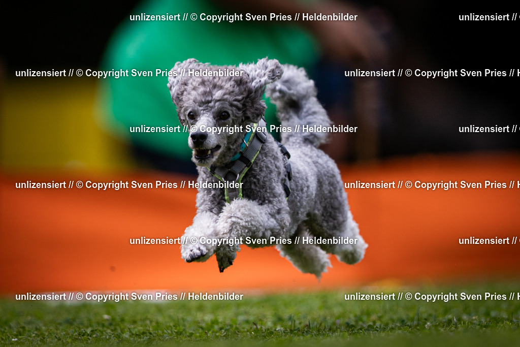 Sven Pries | 19. Allgemeines Hunderennen Karlsruhe Durlach - Realisiert mit Pictrs.com