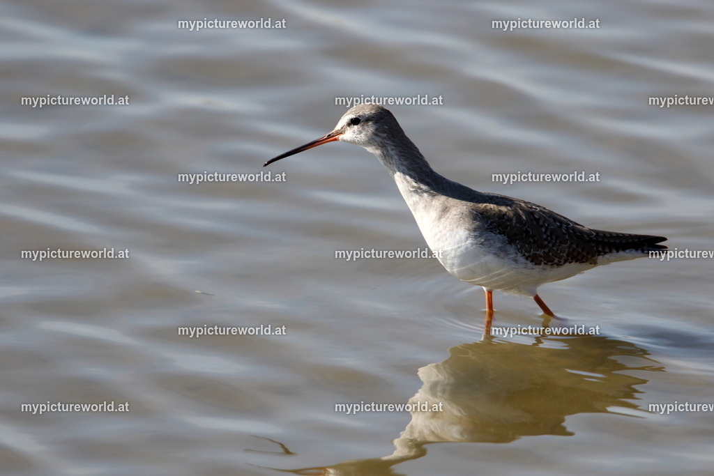 Dunkler Wasserläufer-005 | Dunkler Wasserläufer im Schlichtkleid - Realized with Pictrs.com
