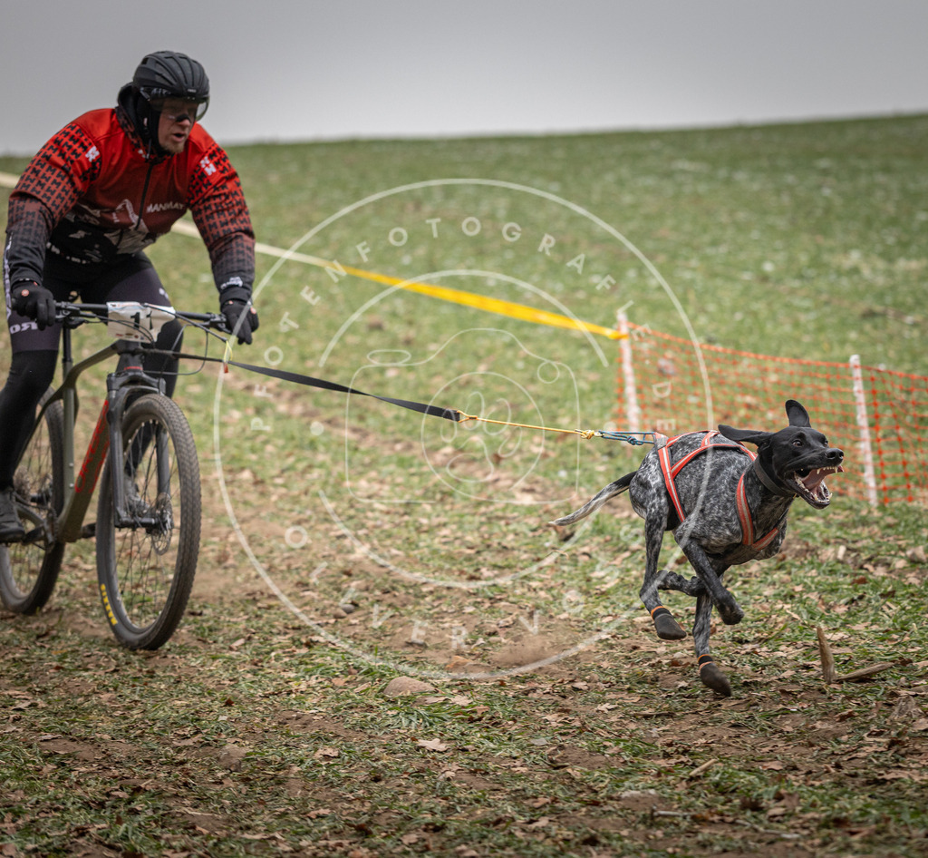 Pfotenfotografie_DV3A2379 | Hundefotografie, Tierfotograf, Pfotenfotografie, Fotoshooting Hund, Hunde Portrait, Hundesport, Hundeportraits, Heideshooting, Hunde, Sportfotograf, Hundefotograf, Turnierhundsport, THS,  - Realisiert mit Pictrs.com