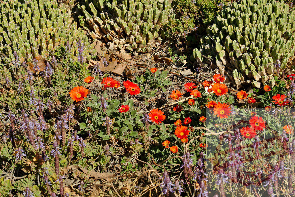Desert bloom with orange flowers and succulents | Desert ground with vibrant orange flowers blooming among green succulents and purple flora - Realisiert mit Pictrs.com