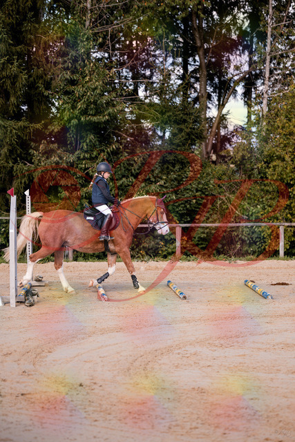 2026_10_03_Siefer-Hof_144417_Z81_17783855 | Professionelle Reitsport-, Turnier- und Eventfotografie von Robert Broda. Galerien mit ausgewählten und bearbeiteten Bildern direkt online ansehen und bestellen.