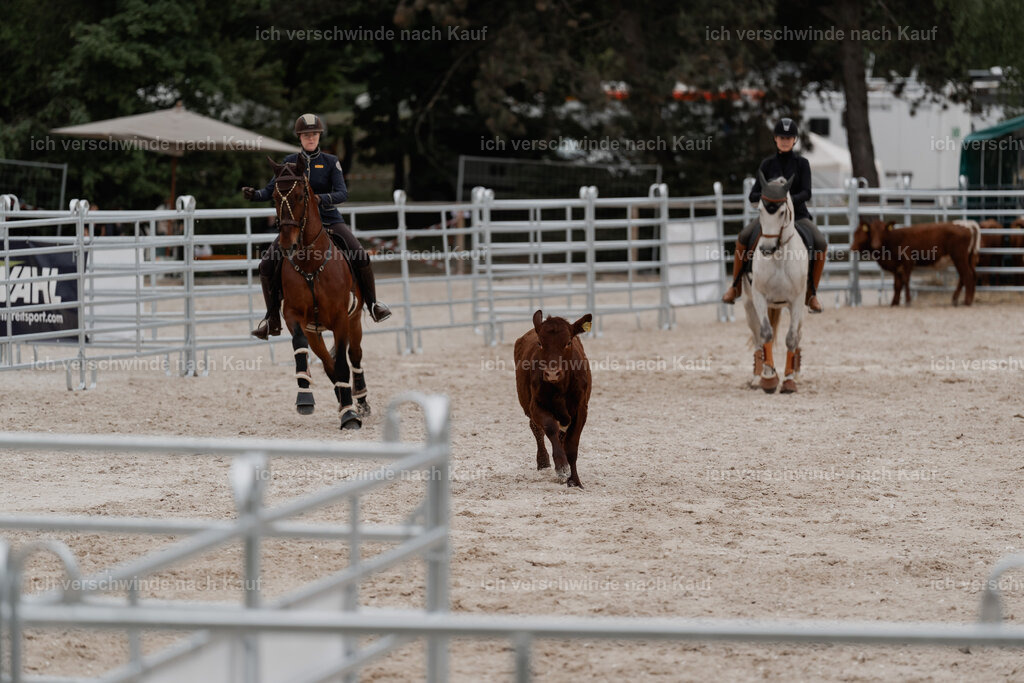 WE__Stoib_Rinder_PI2025_3036 | Pferd International München 2025