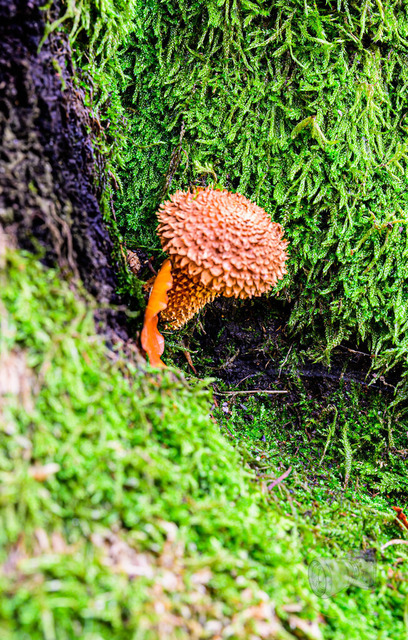 _DSC3623 | Shop für Prints Landschaftsfotografie Sächsische Schweiz Naturfotografie in Thüringen Fotos vom Findlingspark Nochten Kloster Sankt Marienstern Bilder Festung Königstein PanoramaRhododendronpark Kromlau FotogalerSchleswig-Holstein Küstenlandschaften