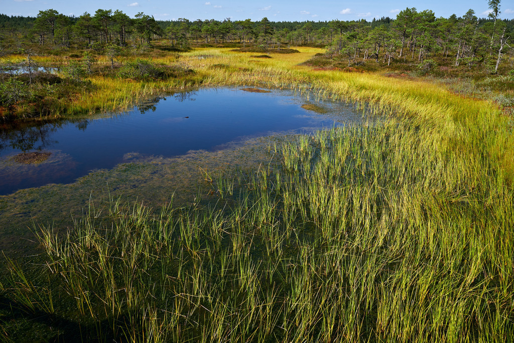 Moorwanderung im Endla Naturschutzgebiet | Endla, Estland - August 23, 2022: Moorwanderung im Endla Naturschutzgebiet - Realisiert mit Pictrs.com
