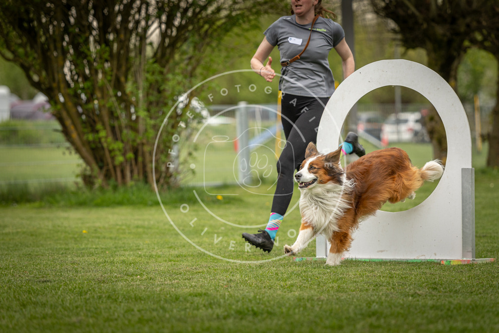 Pfotenfotografie_DV3A1055 | Hundefotografie, Tierfotograf, Pfotenfotografie, Fotoshooting Hund, Hunde Portrait, Hundesport, Hundeportraits, Heideshooting, Hunde, Sportfotograf, Hundefotograf, Turnierhundsport, THS,  - Realisiert mit Pictrs.com