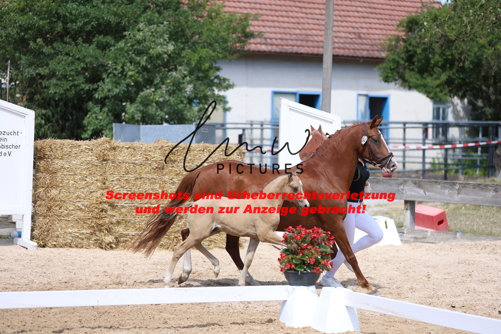 Fohlenschau_Schwäbisch_Hall_Ponys_KN 44_8 | lmwpictures - Realisiert mit Pictrs.com