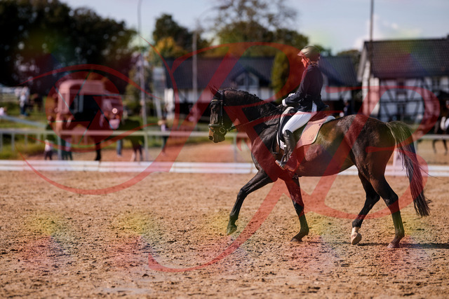 2026_10_03_Siefer-Hof_133853_Z81_98071948 | Professionelle Reitsport-, Turnier- und Eventfotografie von Robert Broda. Galerien mit ausgewählten und bearbeiteten Bildern direkt online ansehen und bestellen.