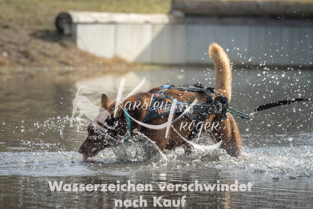 1038_ZZ98705 | kk-dogfotos