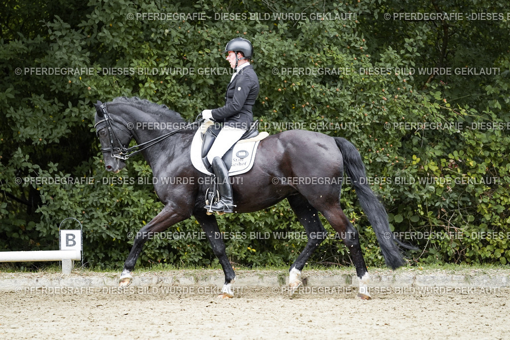 DSC02166 | Pferdegrafie