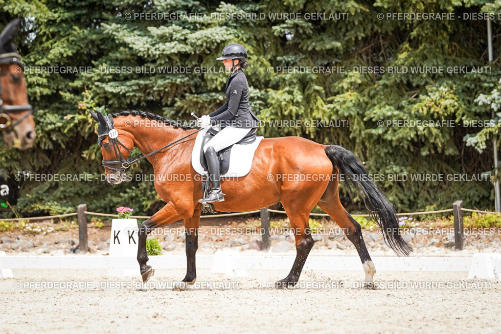 DSC03695 | Pferdegrafie