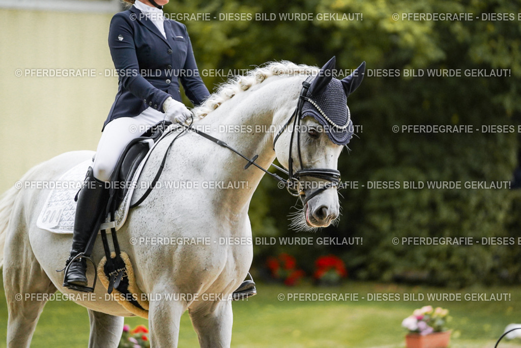 DSC06541 | Pferdegrafie