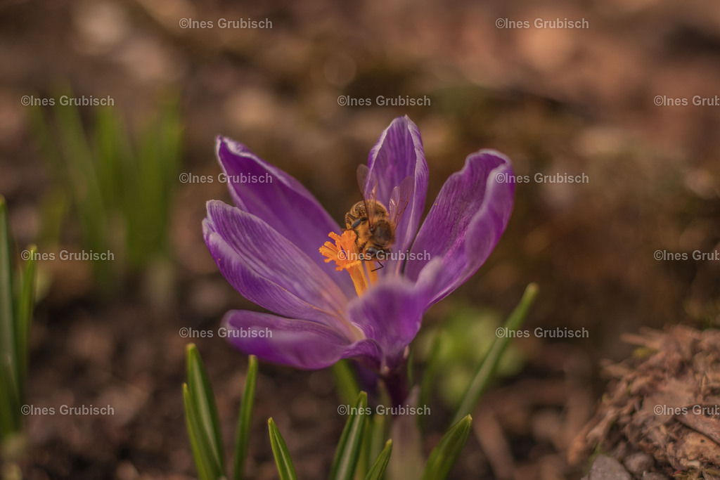 Biene in Krokus | Lila Lubbenbomm - Artwork by Ines Grubisch - Realisiert mit Pictrs.com