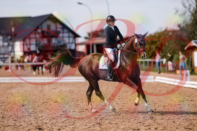 2026_10_03_Siefer-Hof_132538_Z81_77369877 | Professionelle Reitsport-, Turnier- und Eventfotografie von Robert Broda. Galerien mit ausgewählten und bearbeiteten Bildern direkt online ansehen und bestellen.