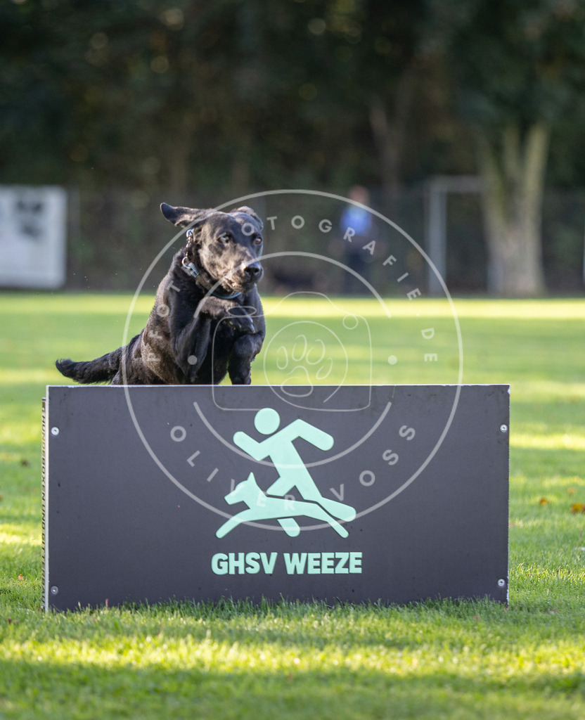 Pfotenfotografie.de_DV3A3516 | Hundefotografie, Tierfotograf, Pfotenfotografie, Fotoshooting Hund, Hunde Portrait, Hundesport, Hundeportraits, Heideshooting, Hunde, Sportfotograf, Hundefotograf, Turnierhundsport, THS, canicross - Realisiert mit Pictrs.com