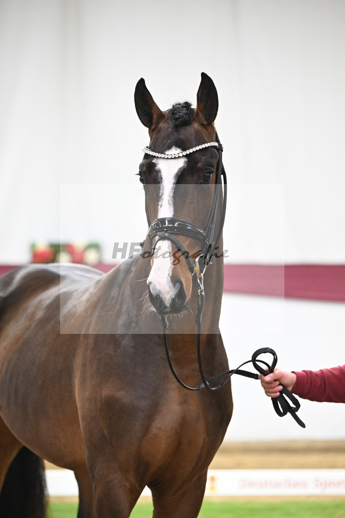 Kat-Nr. 124 Global Player x Floriscount_Christian Wittlinger_47254133 | hf-fotografie - Realisiert mit Pictrs.com