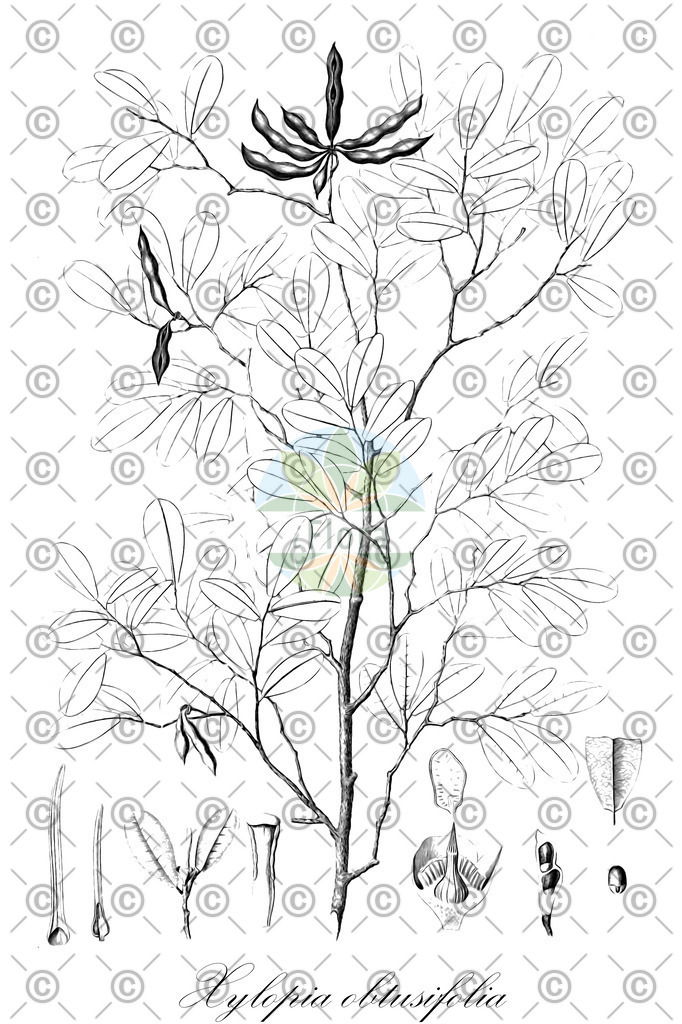 HistAbb_wfo-0000612760_1_ENZY_Simple | Historische Abbildung von Xylopia obtusifolia - Annonaceae | Historical Illustration of Xylopia obtusifolia - Annonaceae