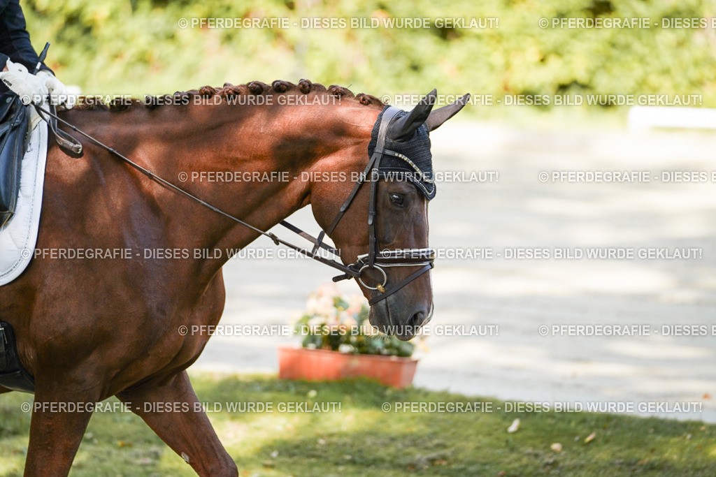 DSC06975 | Pferdegrafie