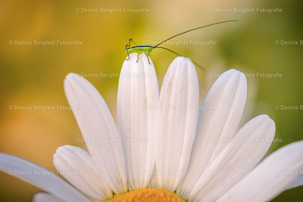 Insekt | Entdecken Sie Natur, Makro und Tierfotografie von Dennis Bergfeld.Besondere Momente und Details der Natur, hochwertig als Foto und Wandbild erhältlich. - Realisiert mit Pictrs.com