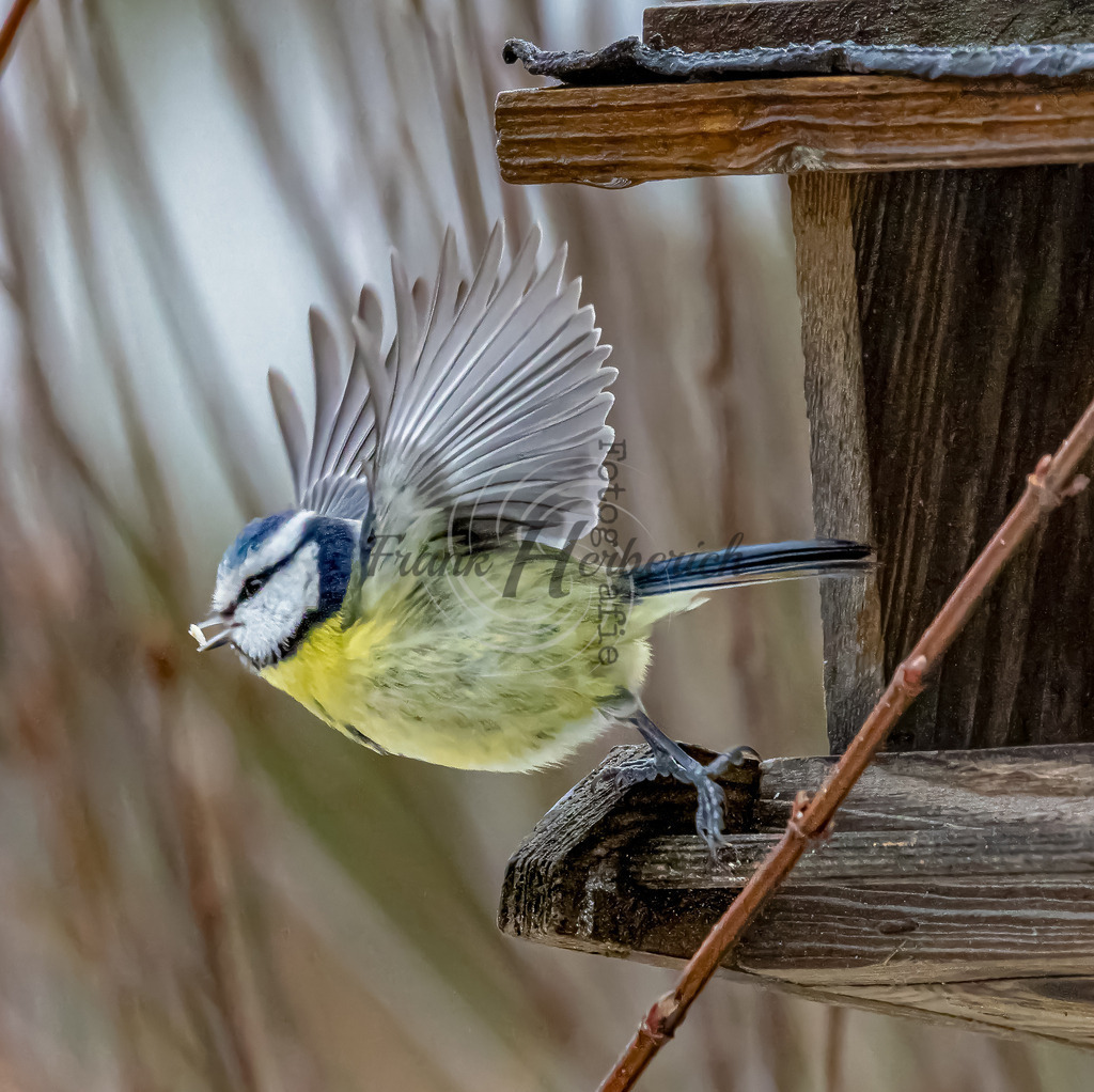 017A9105-2 | Frank Herberich Fotografie, Frank Herberich, Fotografie, Hochzeit, Portrait, St. Peter Ording, Ording, Westerhever, Nordsee, Frank Fotografie, Hardheim,  Odenwald,Walldürn, Band,Eventfotografie - Realisiert mit Pictrs.com