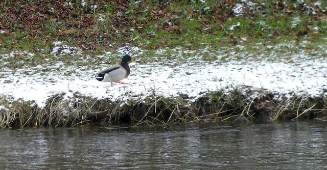 ABC Die Ente lief im Schnee | Verkauf von Fotos und  Videoclips zumThema Natur.Motive sind Pflanzen, Tiere, Landschaftenund Wetter - Realisiert mit Pictrs.com