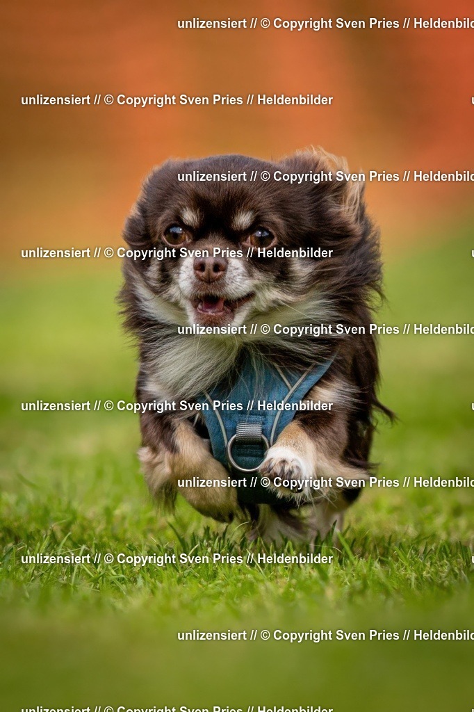 Sven Pries | 2024-09-22 - Hunderennen Baden-BadenPudelverein - Realisiert mit Pictrs.com