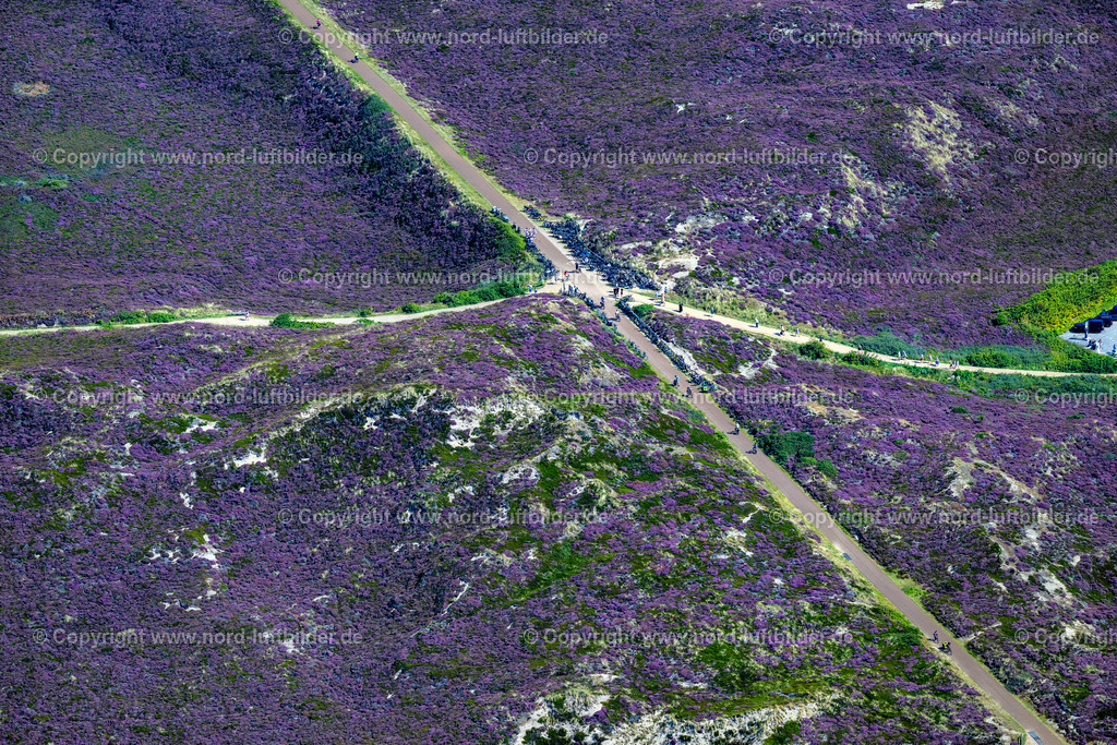 Sylt_Kampen_Radweg_Radfahrer_Heide_Blüte_ELS_4312130825 | KAMPEN (SYLT) 13.08.2025 Streckenführung des Rad- Weges an der Lister Straße in Kampen (Sylt) auf der Insel Sylt im Bundesland Schleswig-Holstein, Deutschland. // Route of the cycle path on Lister Strasse in Kampen (Sylt) on the island of Sylt in the federal state of Schleswig-Holstein, Germany. Foto: Martin Elsen