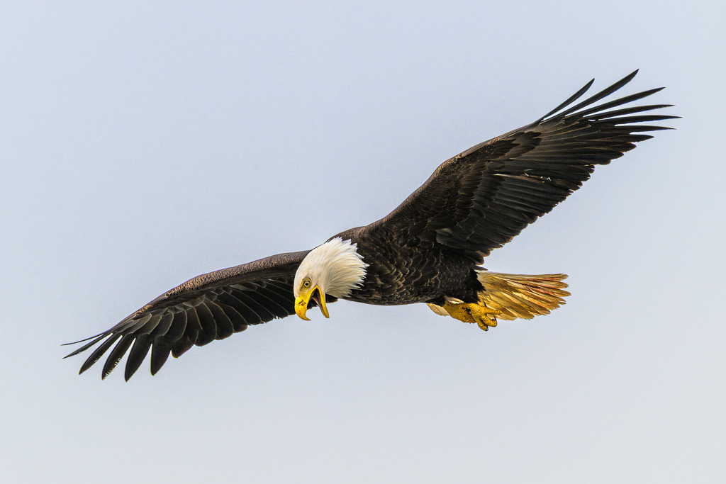 Alaska | Anchor Pont. Weißkopfseeadler am Strand. - Realisiert mit Pictrs.com