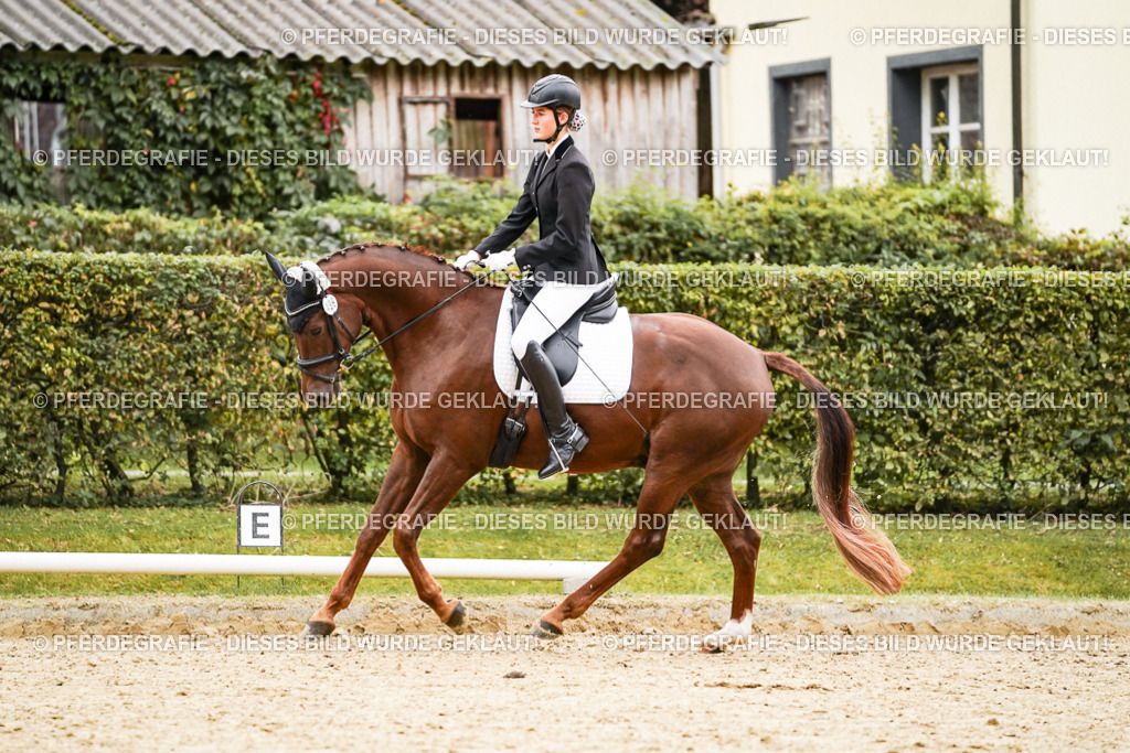 DSC08676 | Pferdegrafie