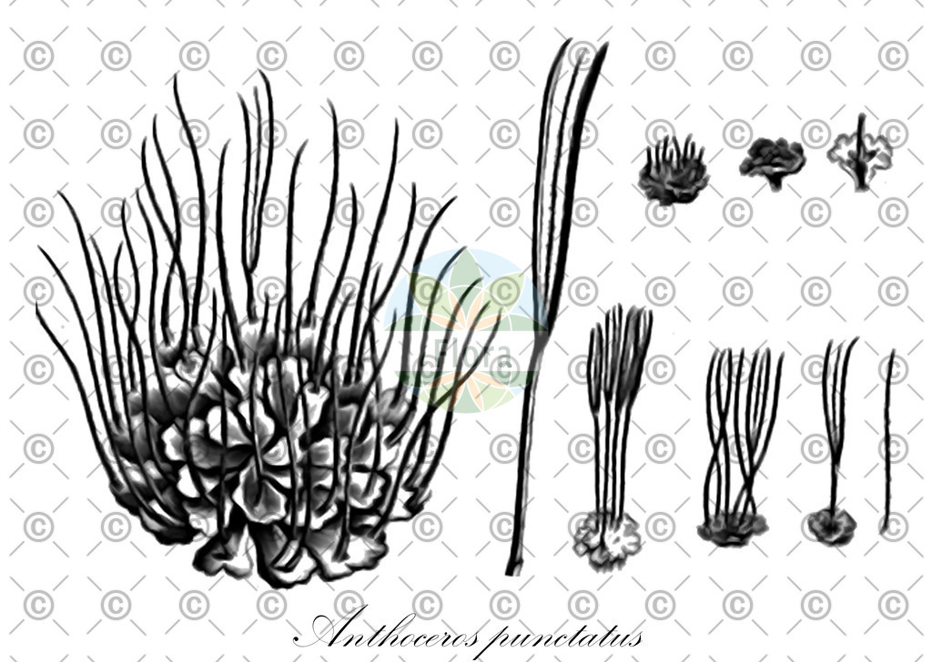 HistAbb_wfo-0000538458_1_ENZY_Simple | Historische Abbildung von Anthoceros punctatus - Anthocerotaceae | Historical Illustration of Anthoceros punctatus - Anthocerotaceae
