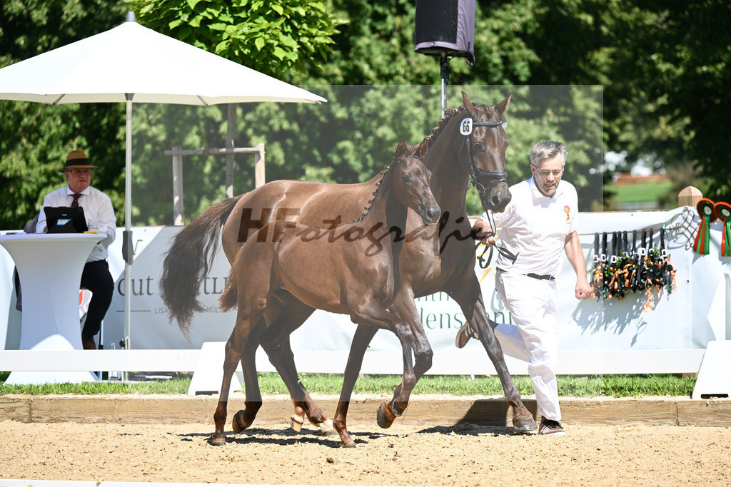 Kat-Nr. 66 SF DSP Feliciano x Damon Cello_Katzke_27230881 | hf-fotografie - Realisiert mit Pictrs.com