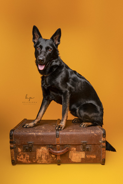 DSC_1687-Bearbeitetweb | Augenblicke kommen und gehen, Erinnerungen bleiben. Als Tierfotografin schaffe ich liebevolle Erinnerungen an unsere tierischen Familienmitglieder, ohne Stress und Druck.
Buchbar für den Raum München und Landkreis Dachau  - Realisiert mit Pictrs.com