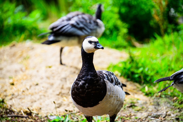 _DSC2070 | Shop für Prints Landschaftsfotografie Sächsische Schweiz Naturfotografie in Thüringen Fotos vom Findlingspark Nochten Kloster Sankt Marienstern Bilder Festung Königstein PanoramaRhododendronpark Kromlau FotogalerSchleswig-Holstein Küstenlandschaften