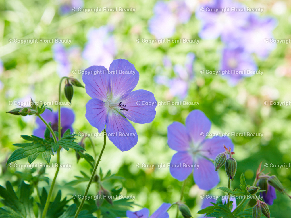  Wandbild Geranium-pratense-Johnsons-Blue Nahaufnahme | Durchscheinende zarte, fliederfarbene Geraniumblüten im Garten. Traumhaft als Wandbild auf Leinwand oder Holzdruck. - Realisiert mit Pictrs.com