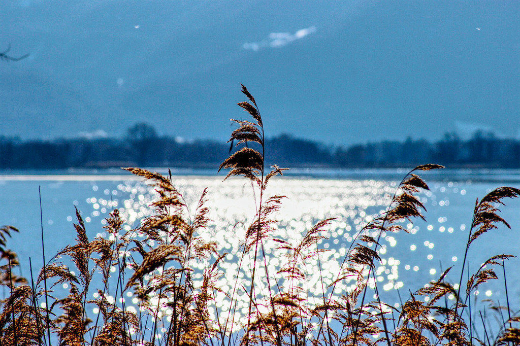 Schilffahrne am Chiemsee | www-pimpup-me - Realisiert mit Pictrs.com