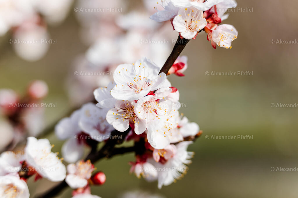 foto_c_pfeffel-partner-0170-R52_2434 | alexander-pfeffel - Realisiert mit Pictrs.com