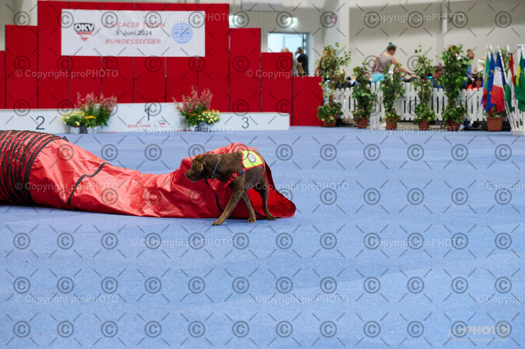 202406_ÖKV-IHA-Tulln24_DSC_4784 | proPHOTO - Realisiert mit Pictrs.com