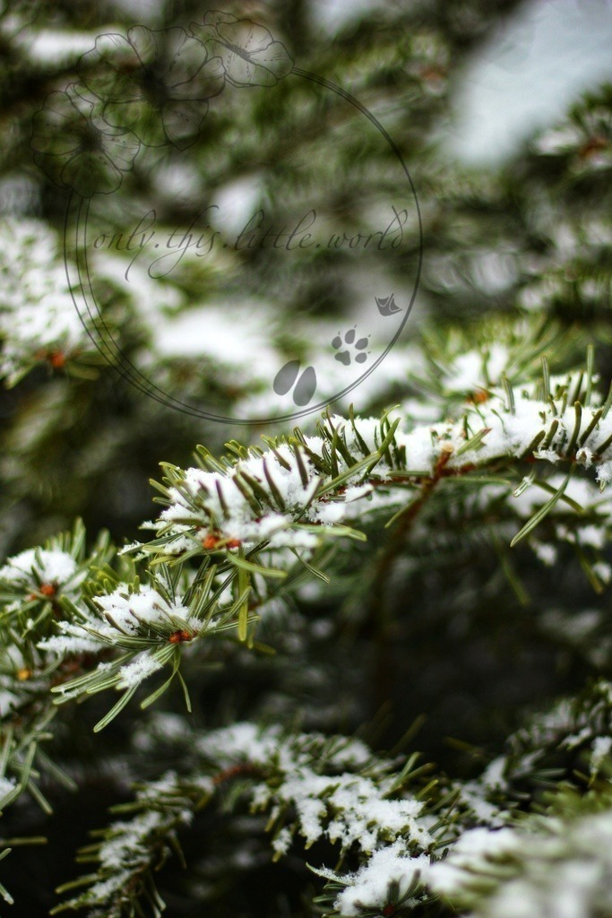 Tannennadlen mit Schnee | only.this.little.world - Realisiert mit Pictrs.com