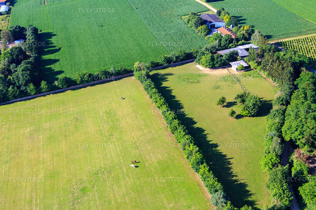 Luftbild: Koppel von Trakehner-Friedrich in Minfeld im Bundesland Rheinland-Pfalz in Deutschland. Foto: IMG_083083.jpg vom 26.06.2015 durch Werner Riehm/FLY-FOTO.de