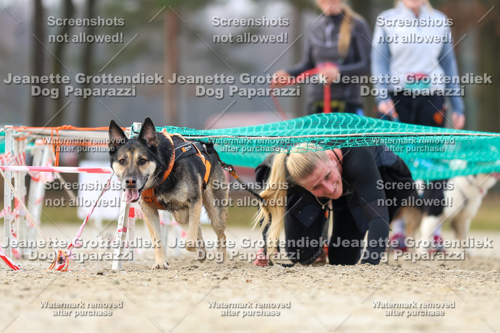 Dog Paparazzi - Strongdog North Mrz26-4160 | Dog Paparazzi Jeanette Grottendiek Fotografie & Videografie - Realisiert mit Pictrs.com