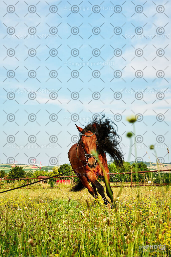 249_202406_Niki-Herodes_NZ9_0123 | proPHOTO - Realisiert mit Pictrs.com