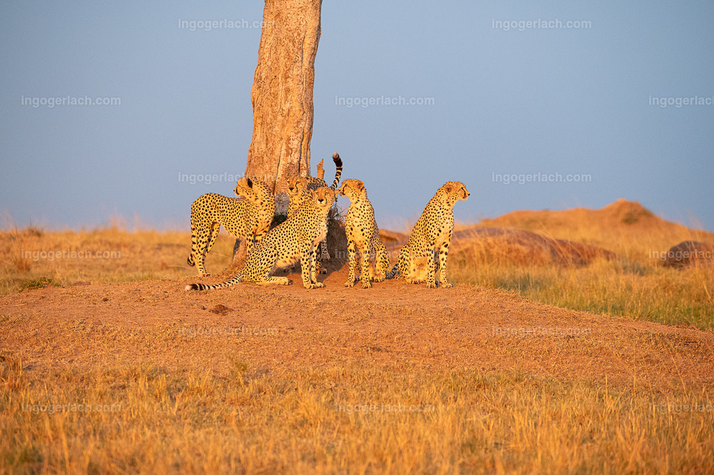 Die Gepardenkoalition beim Sonnenuntergang | Die fünf Gepardenbrüder oder auch Gepardenkoalition genannt fotogen auf einem Hügel bei Sonnenuntergang