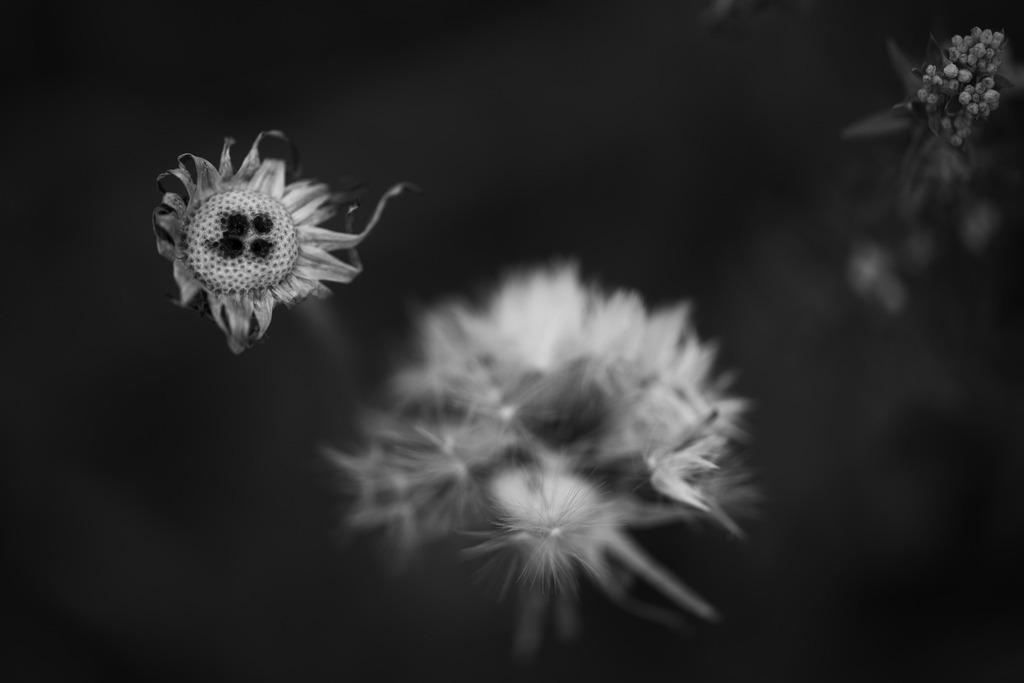 Löwenzahn | Makroaufnahme mit Nikon ZF, AF-S Micro Nikkor 105mm f2.8