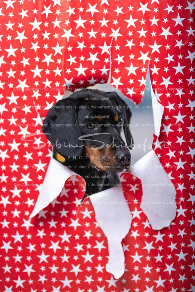 DSCF4401 | People- und Tierfotografie, Imageaufnahmen, Veranstaltungsfotografie und Wandbilder aus der Natur ★ Made in Germany ✔️ Druck + Downloads ✔️ Naturfotografie in Top Qualität ★ schneller Versand, weltweite Lieferung! - Realisiert mit Pictrs.com