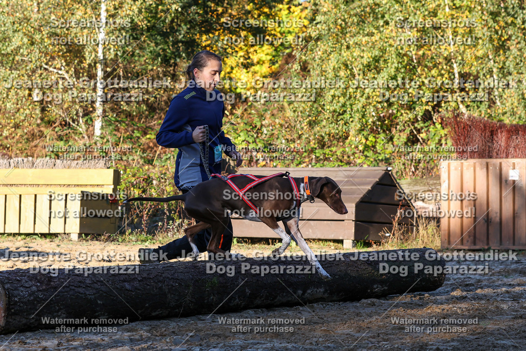 Dog Paparazzi - Strongdog 10-25-919 | Dog Paparazzi Jeanette Grottendiek Fotografie & Videografie - Realisiert mit Pictrs.com