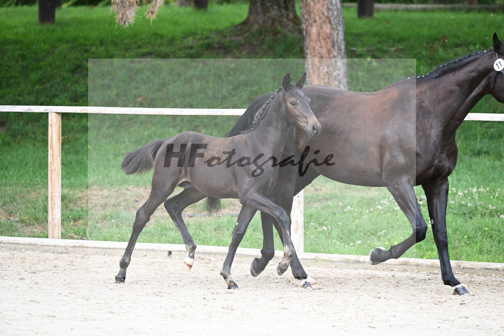 Kat-Nr. 11 HF Imperial Valley_Schwarz GbR_25230629 | hf-fotografie - Realisiert mit Pictrs.com