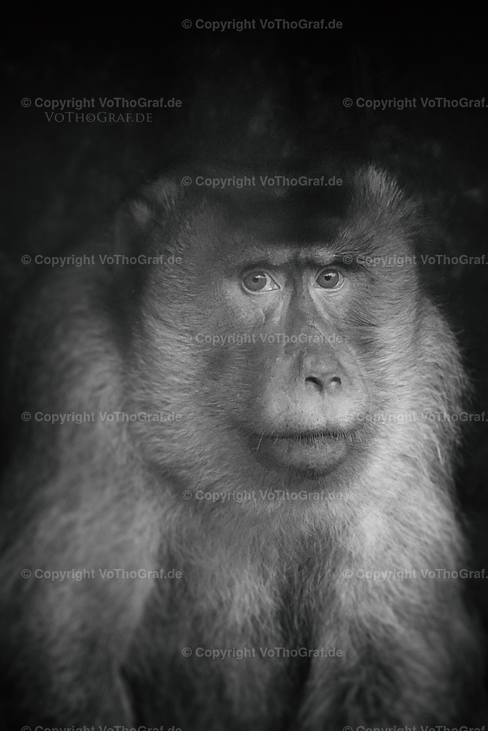 2022-10-02-0141_-_PNG_Facebook | Portrait, Fotograf, Berlin, Umkreis, Region, Menschen, Studio, Tierfotografie, Kopfkino, Studiofotografie, Outdoor, Homestory, Katzen, Hund, Hunde, Katze, Gravurarbeiten, kreativ, - Realisiert mit Pictrs.com